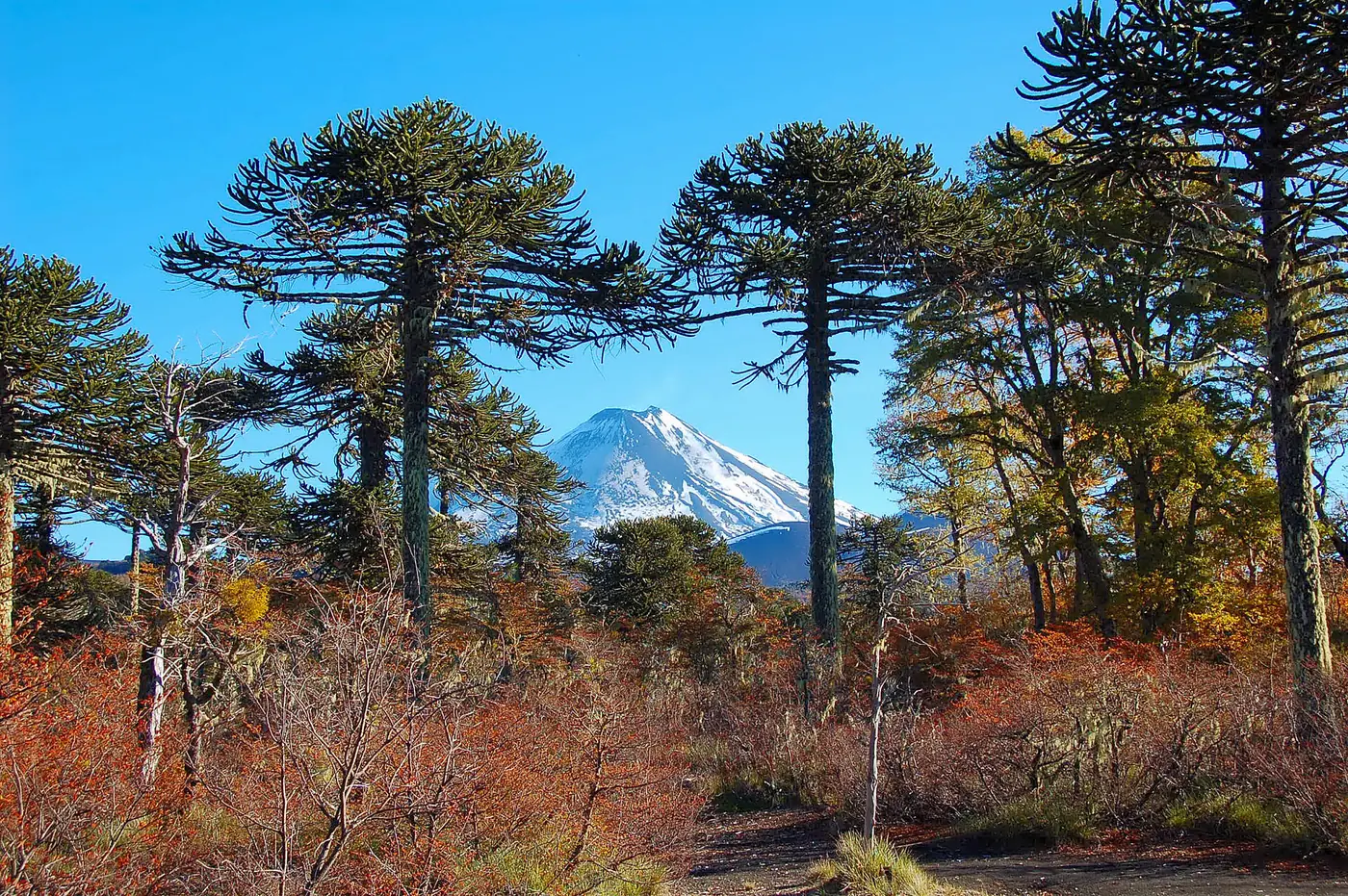 Araucarias in front of Llaima volcano in Conguillío National Park