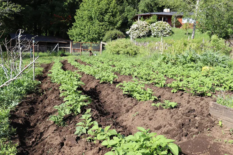 Organic vegetable garden at Landhaus San Sebastián