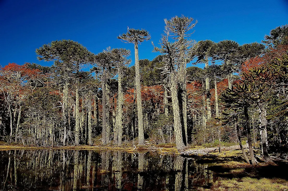 Araucarias and a still mountain lake in Huerquehue National Park